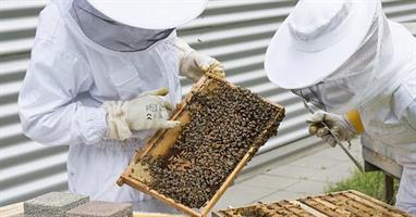 beekeeper-2650663__340